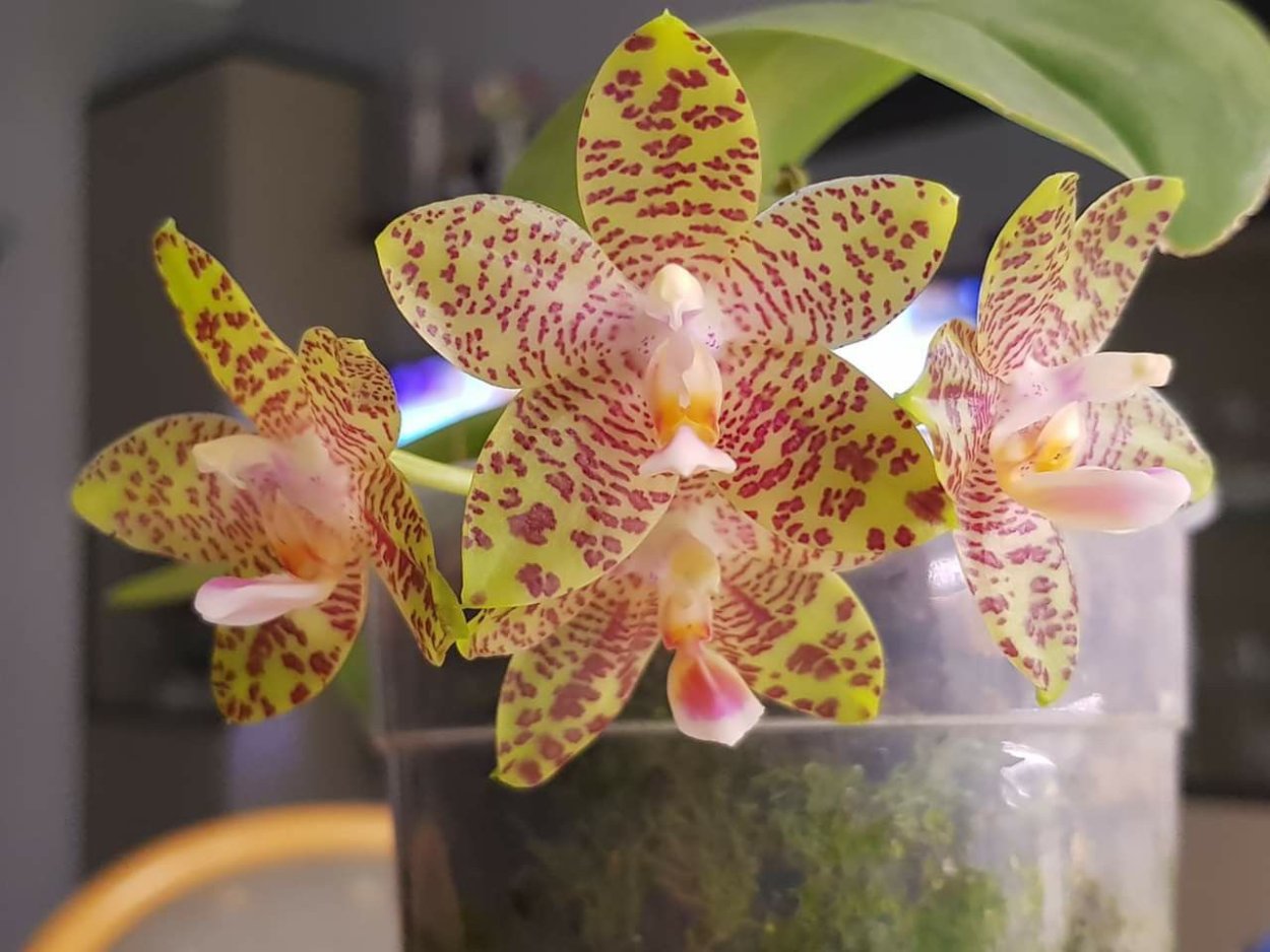Phal LD Bear King