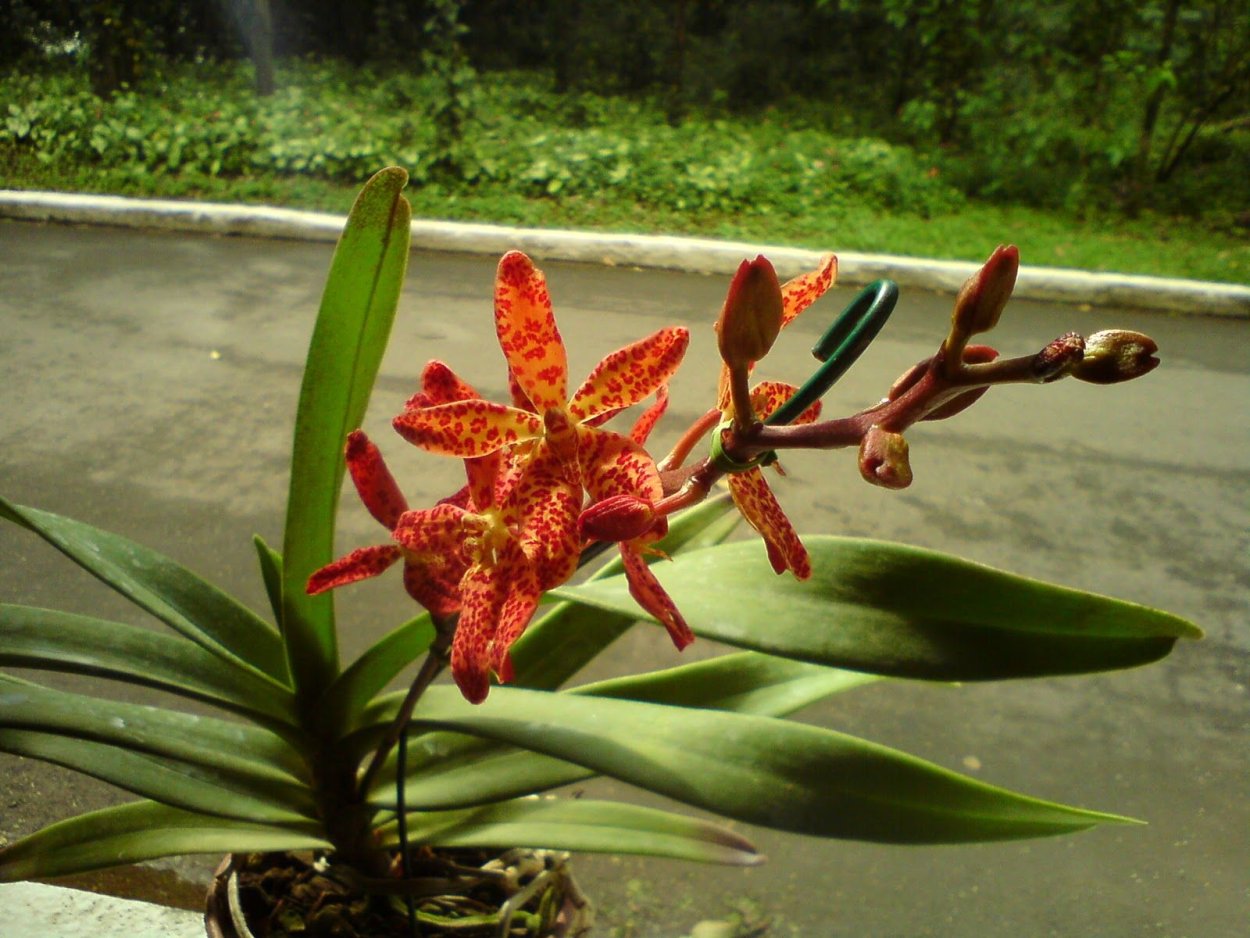 Ренантера Орхидея