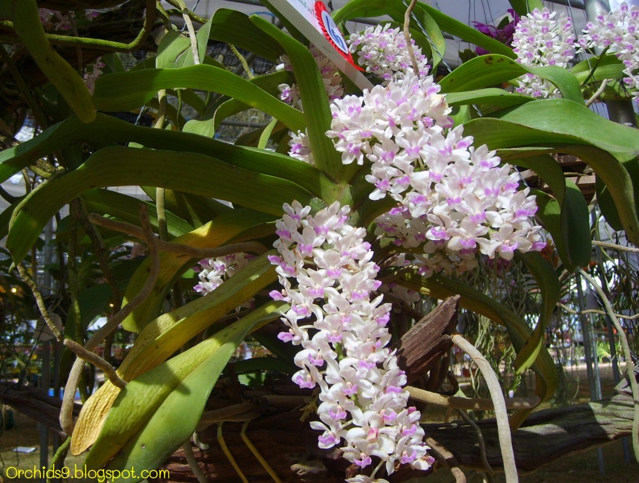 Орхидея Rhynchostylis gigantea var. Orange