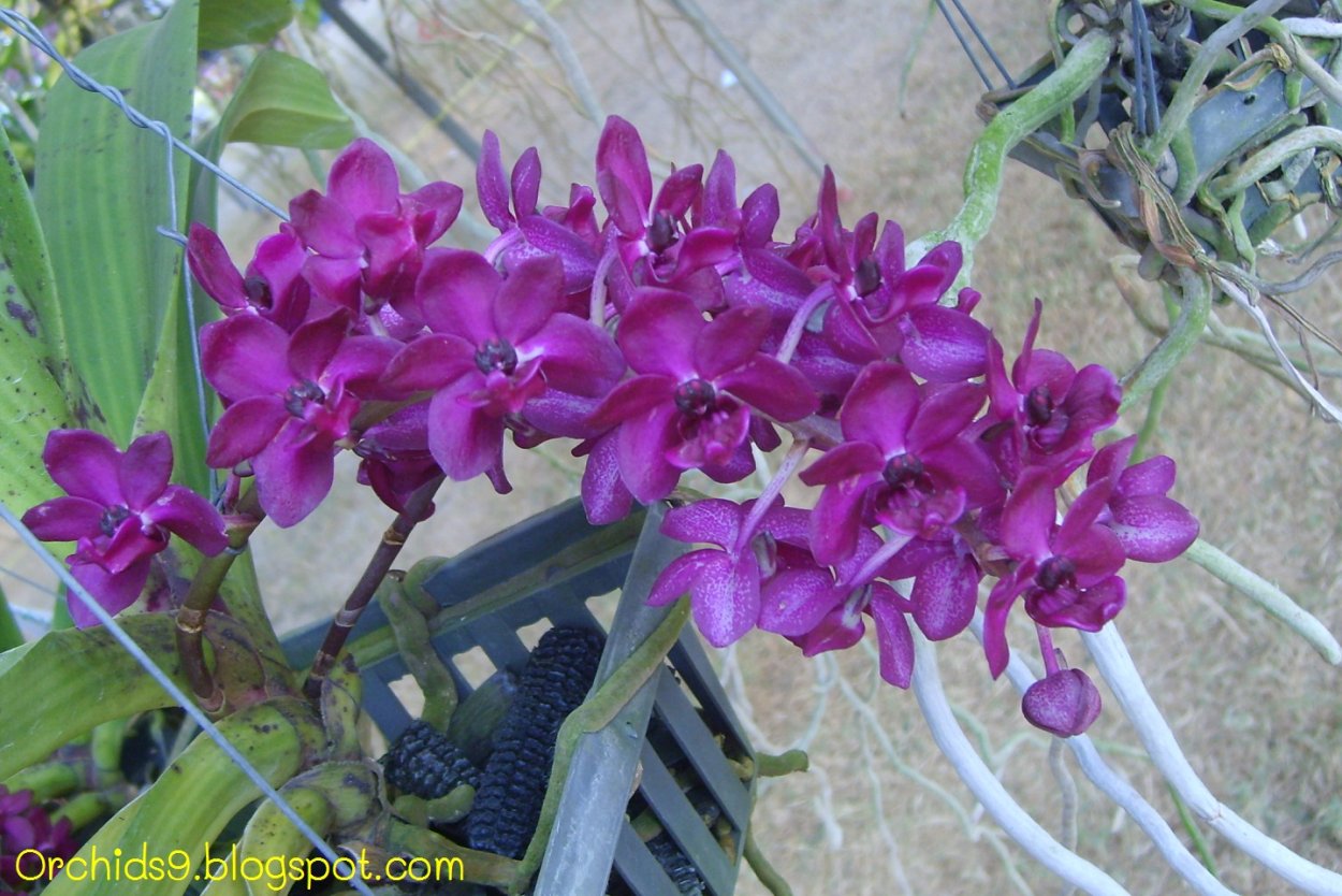 Орхидея Rhynchostylis gigantea cartoon