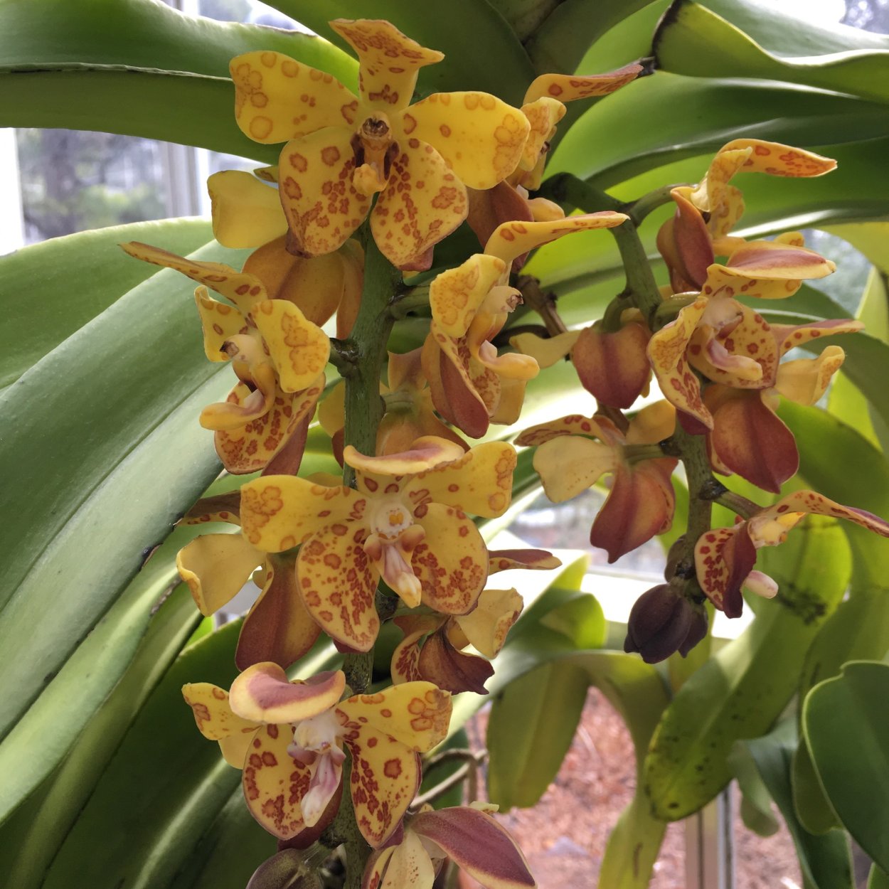 Эуладжиска гигантея