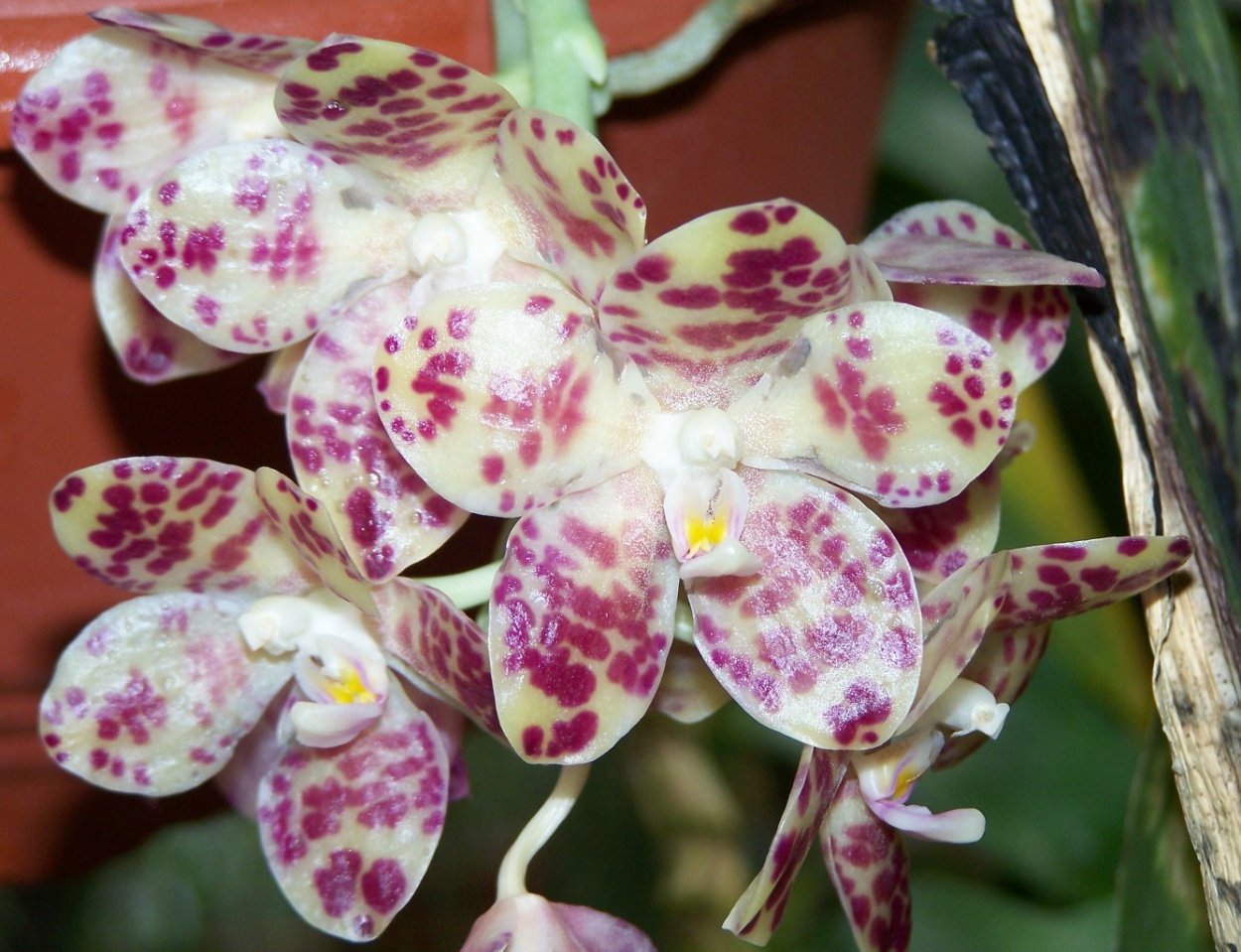 Фаленопсис гигантея