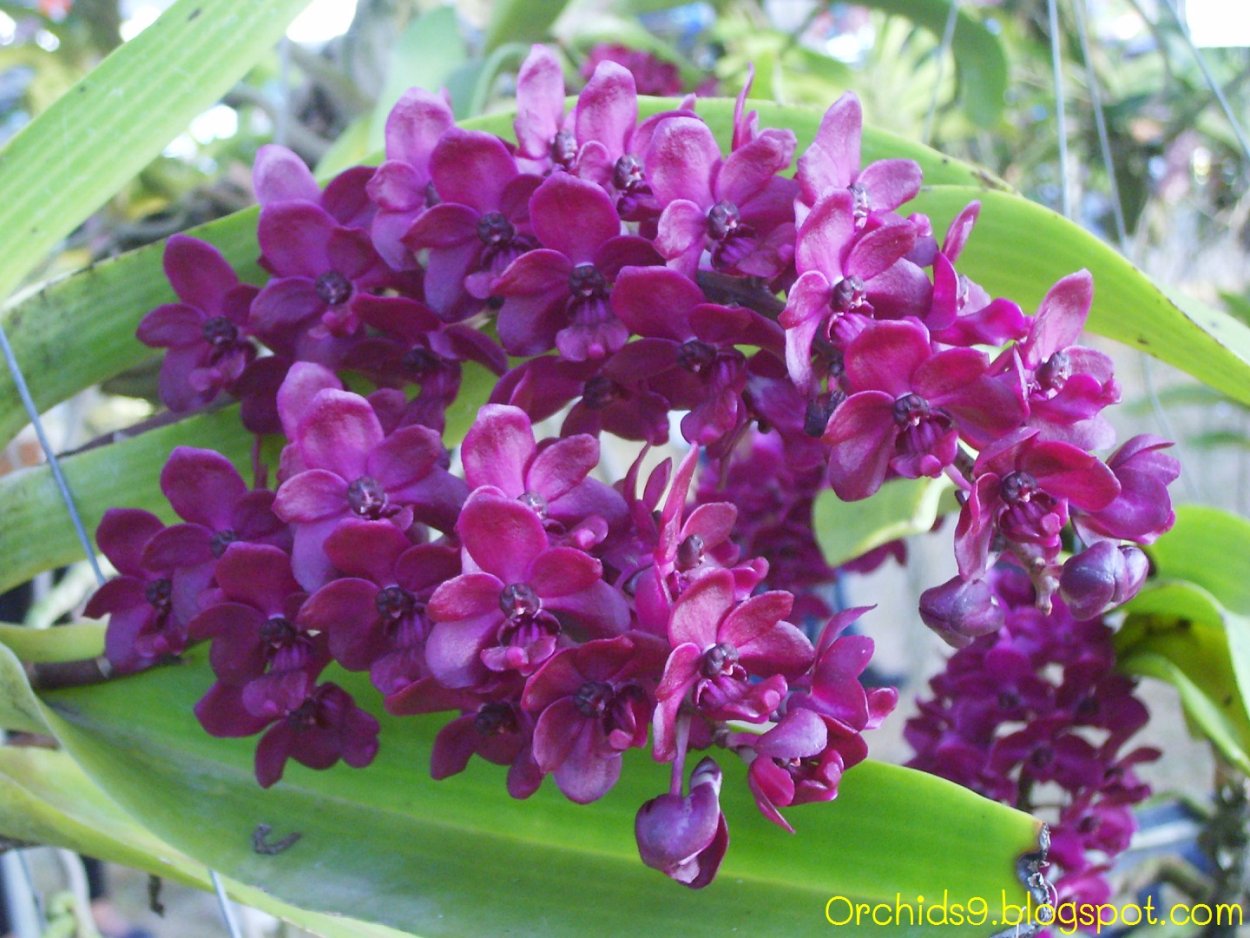 Ринхостилис Pink-Red