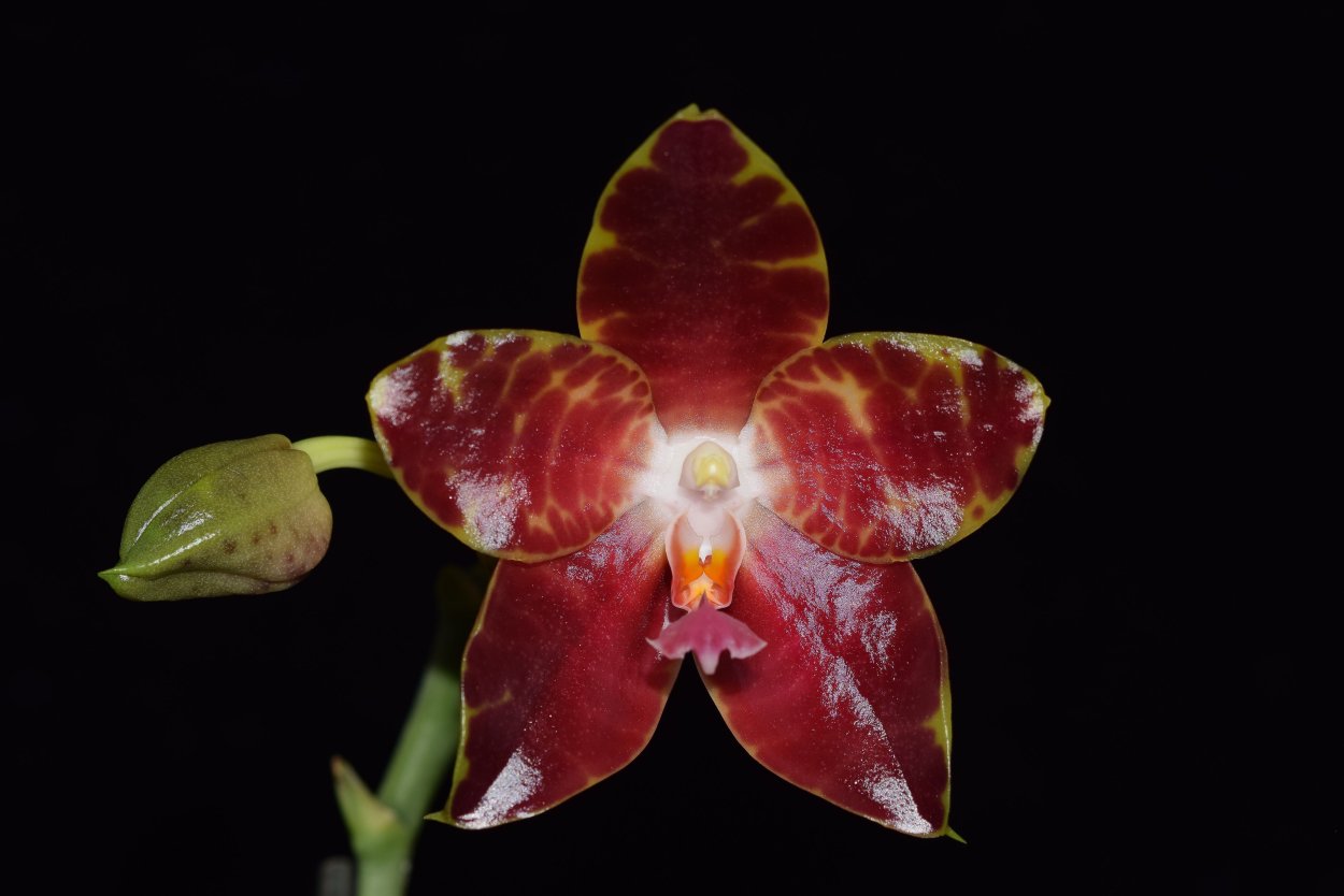 Phal. (Yaphon Red Jewel-Bear King )