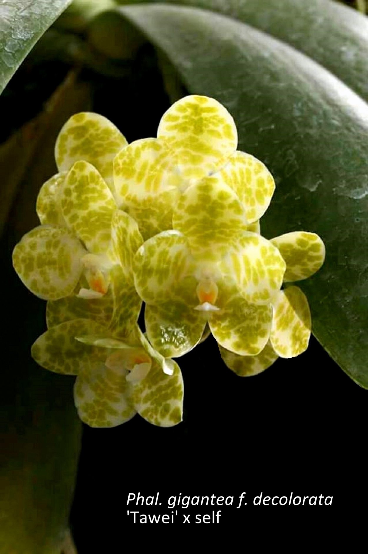 Орхидея гигантея Альба