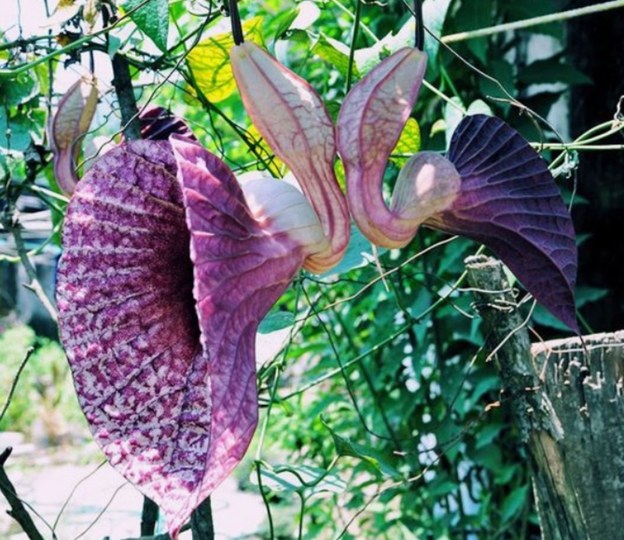 Удивительный цветок «дама червей»