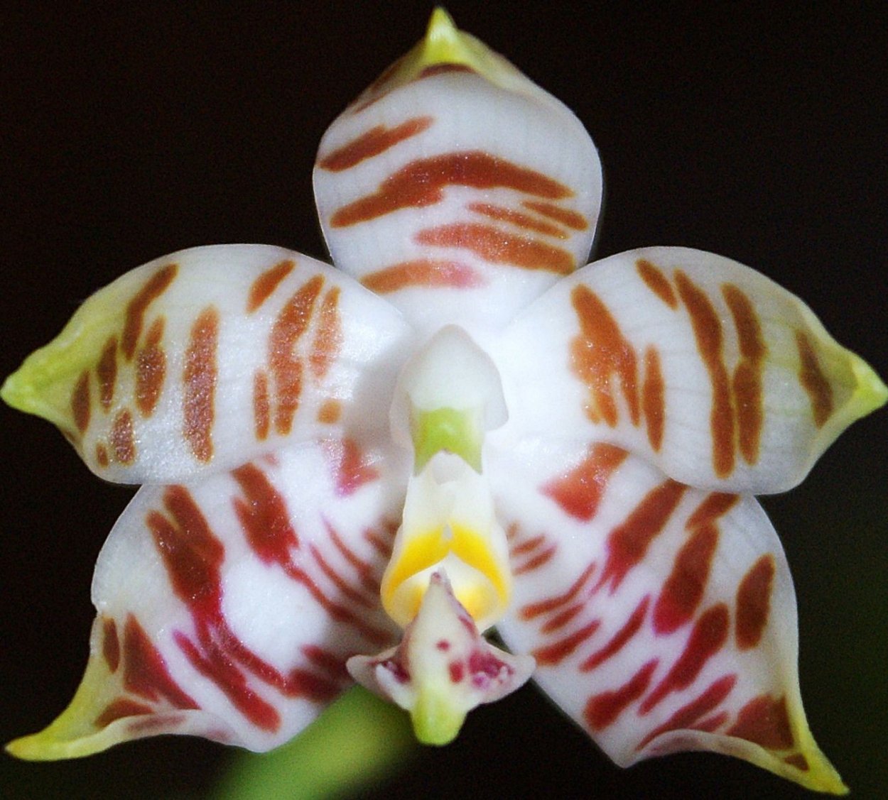 Фаленопсис амбоиненсис