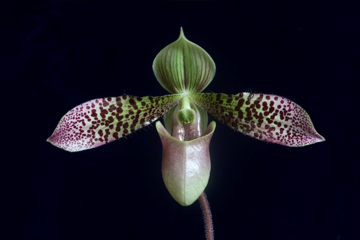 Пафиопедилум Джек Орхидея