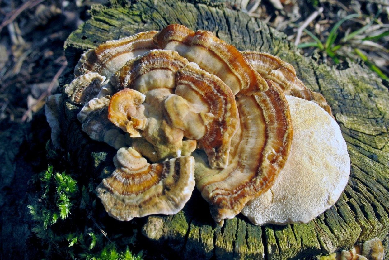 Северный трутовик