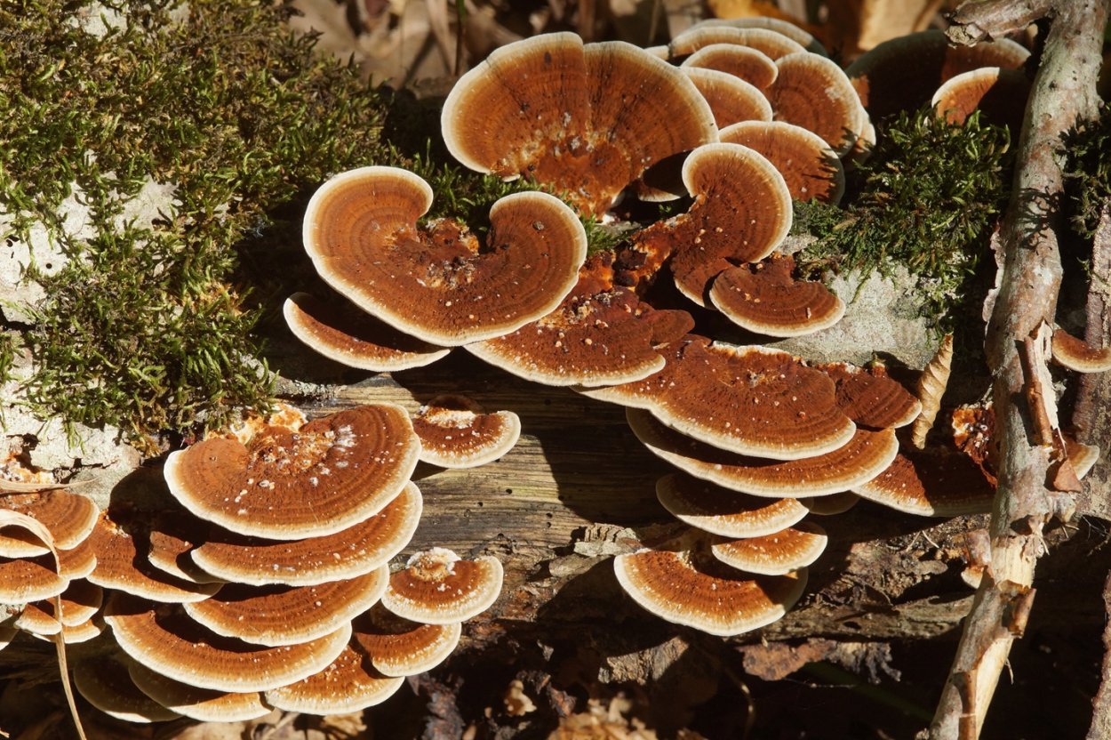 Трутовик черноногий