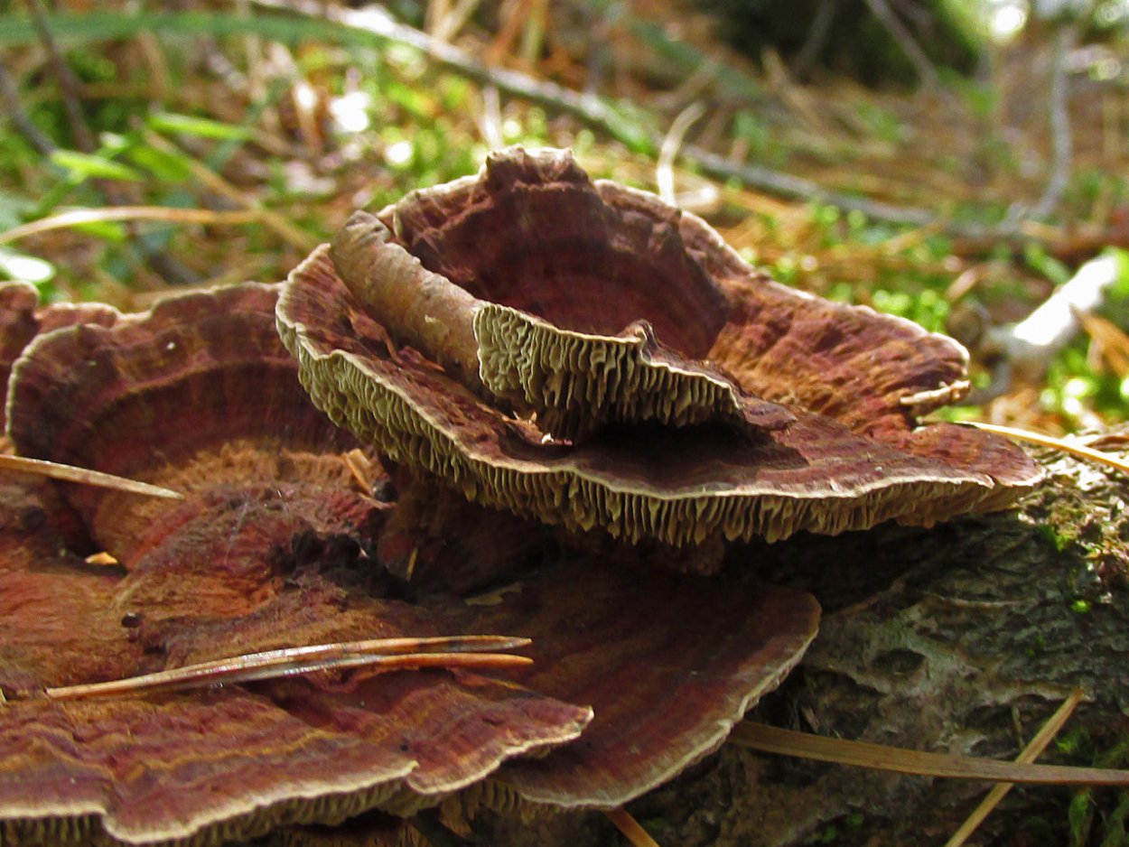 Дедалеопсис трутовик