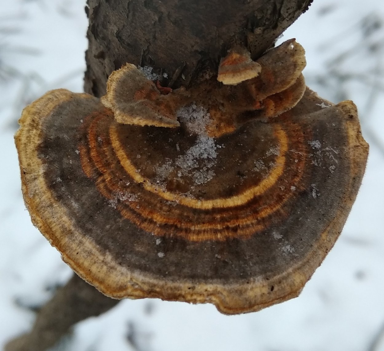 Гриб Траметес разноцветный