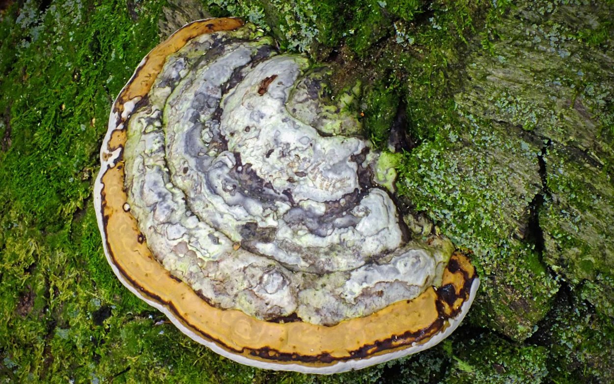 Лакированный трутовик Сибирь