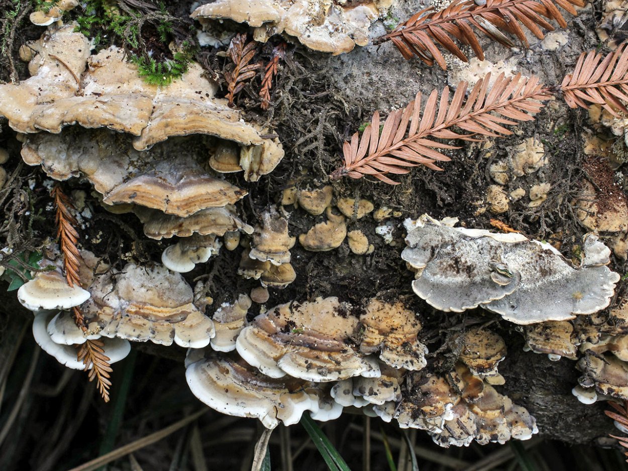 Bjerkandera adusta (Willd.) P. Karst