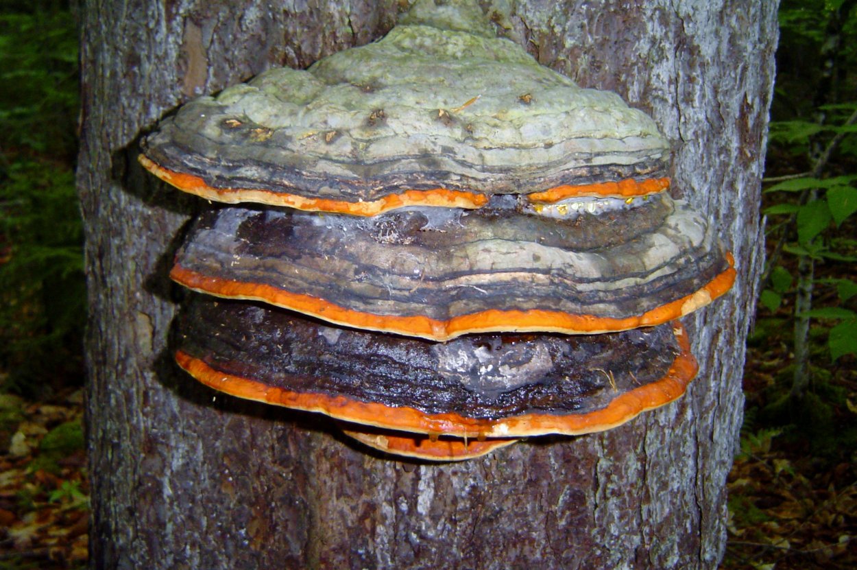 Трутовик уховидный