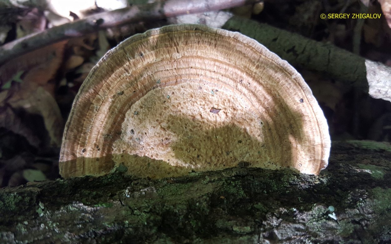 Дедалеопсис трутовик