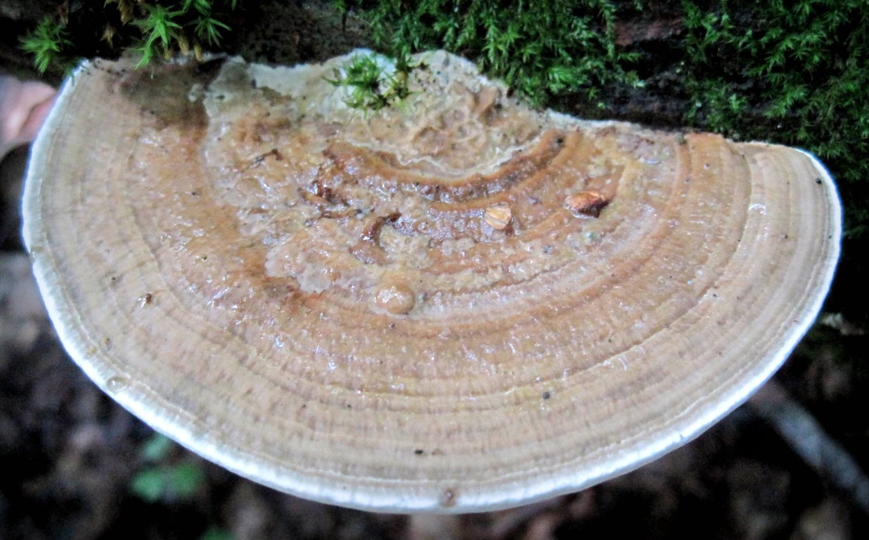 Daedaleopsis confragosa