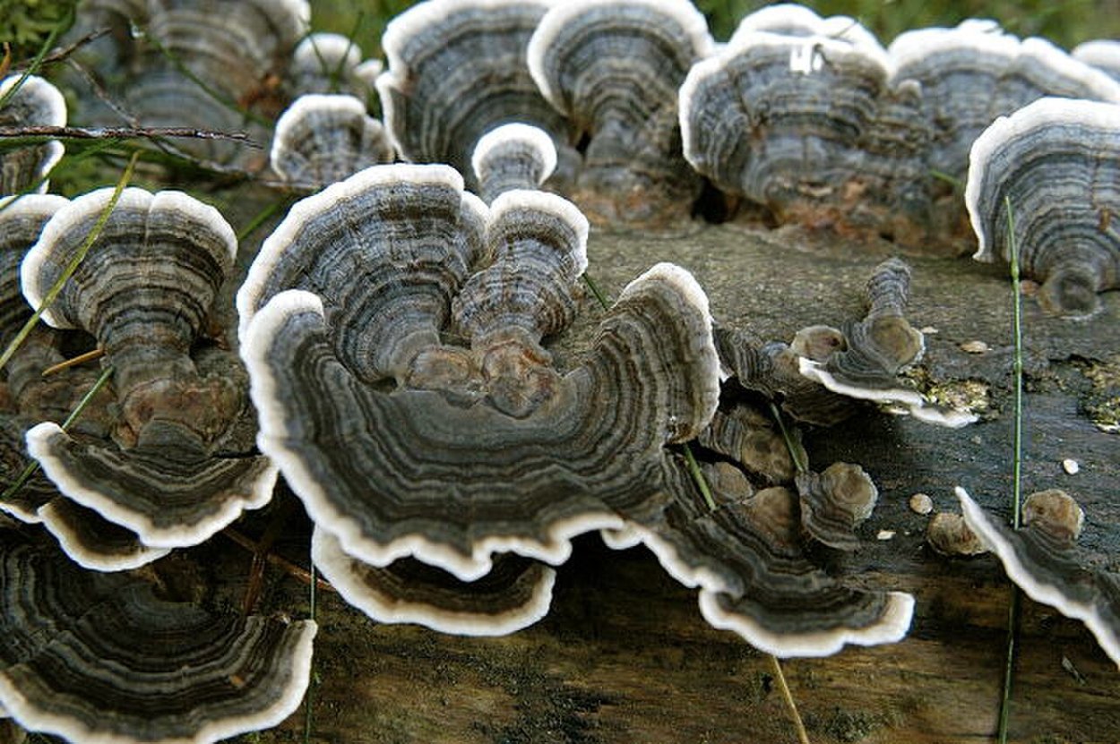 Крестин trametes versicolor