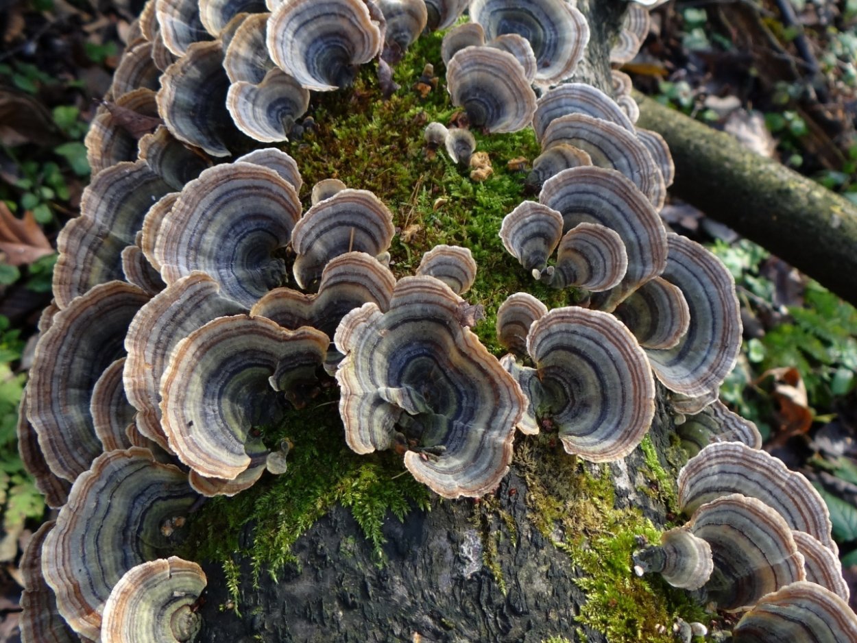 Trametes versicolor