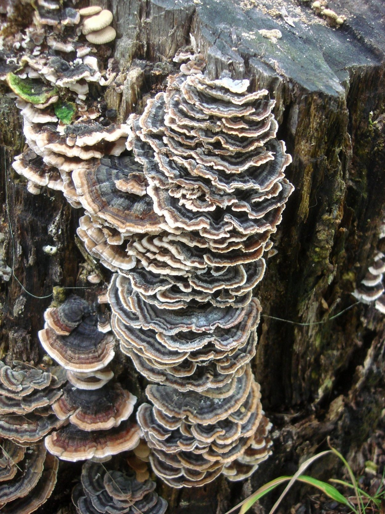 Траметес разноцветный (trametes versicolor)