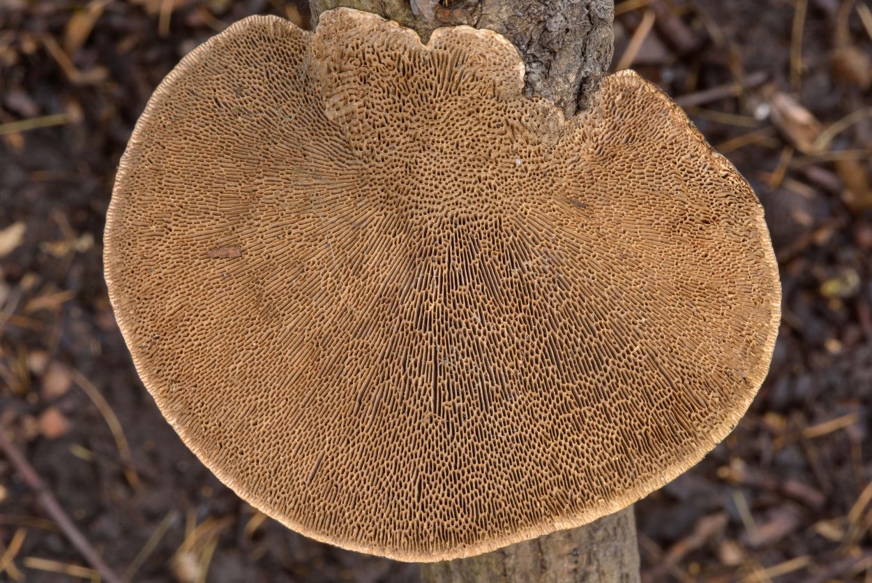 Daedaleopsis confragosa