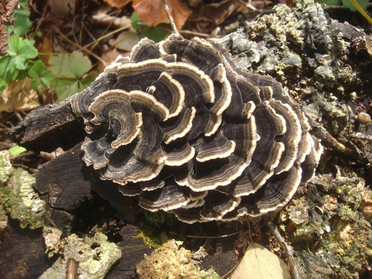 Трутовик Траметес