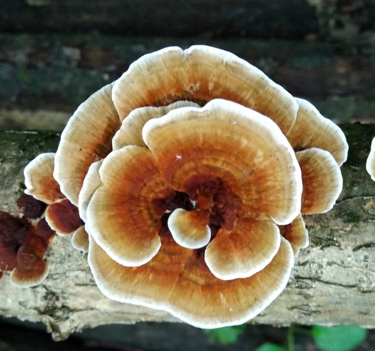 Дедалеопсис трехцветный