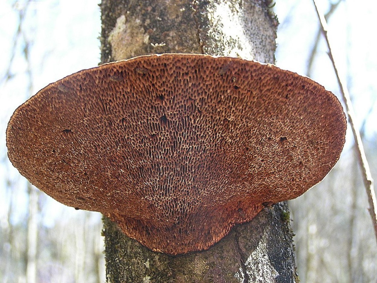 Daedaleopsis confragosa