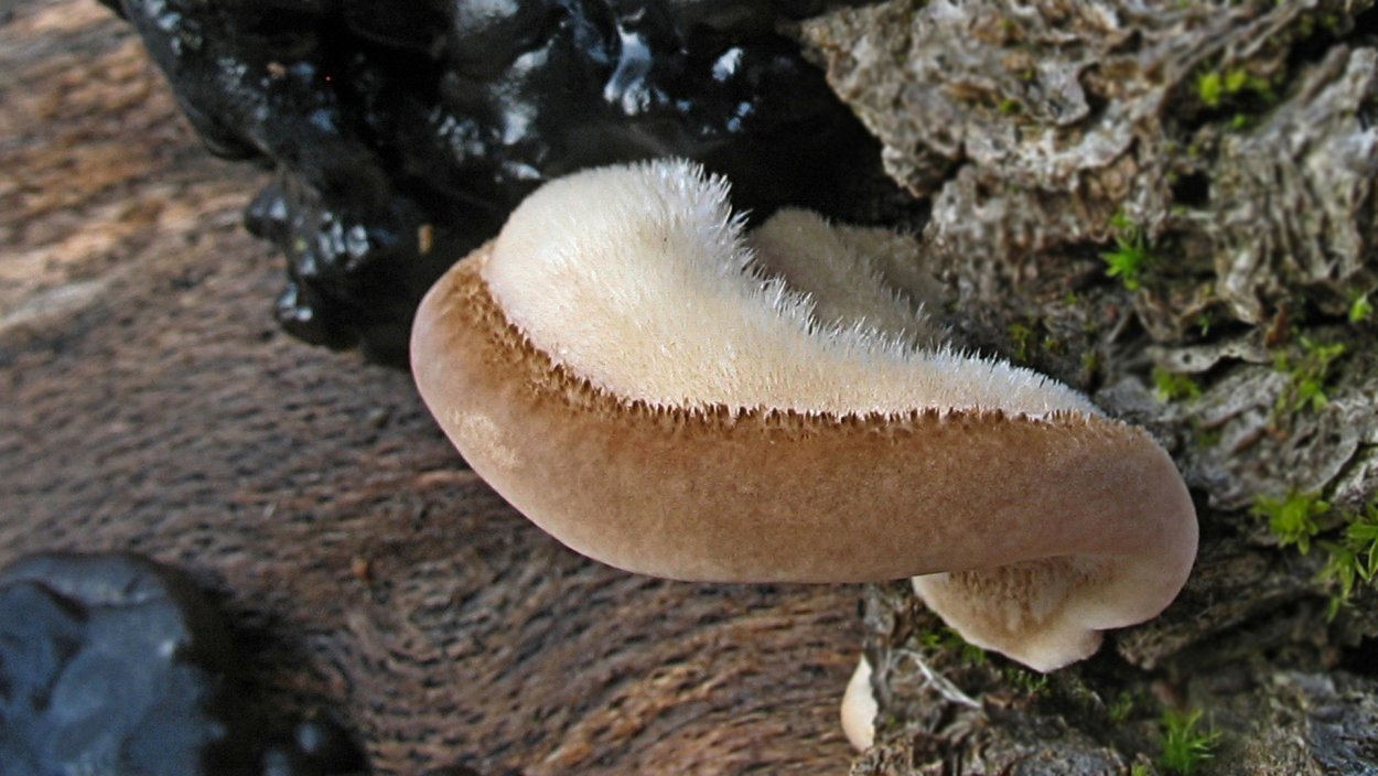 Трутовик лиловый