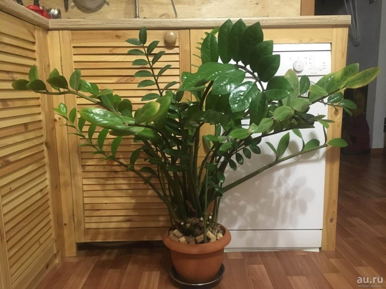 Замиокулькас взрослое растение