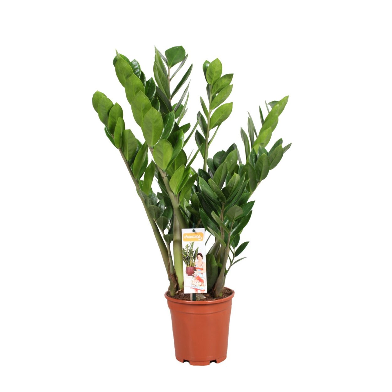 Замиокулькас кустовой малый