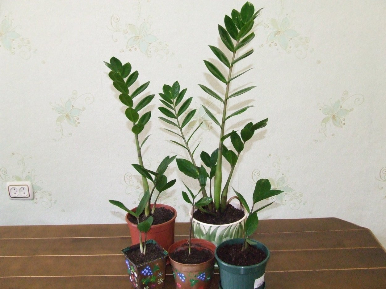 Замиокулькас Гули