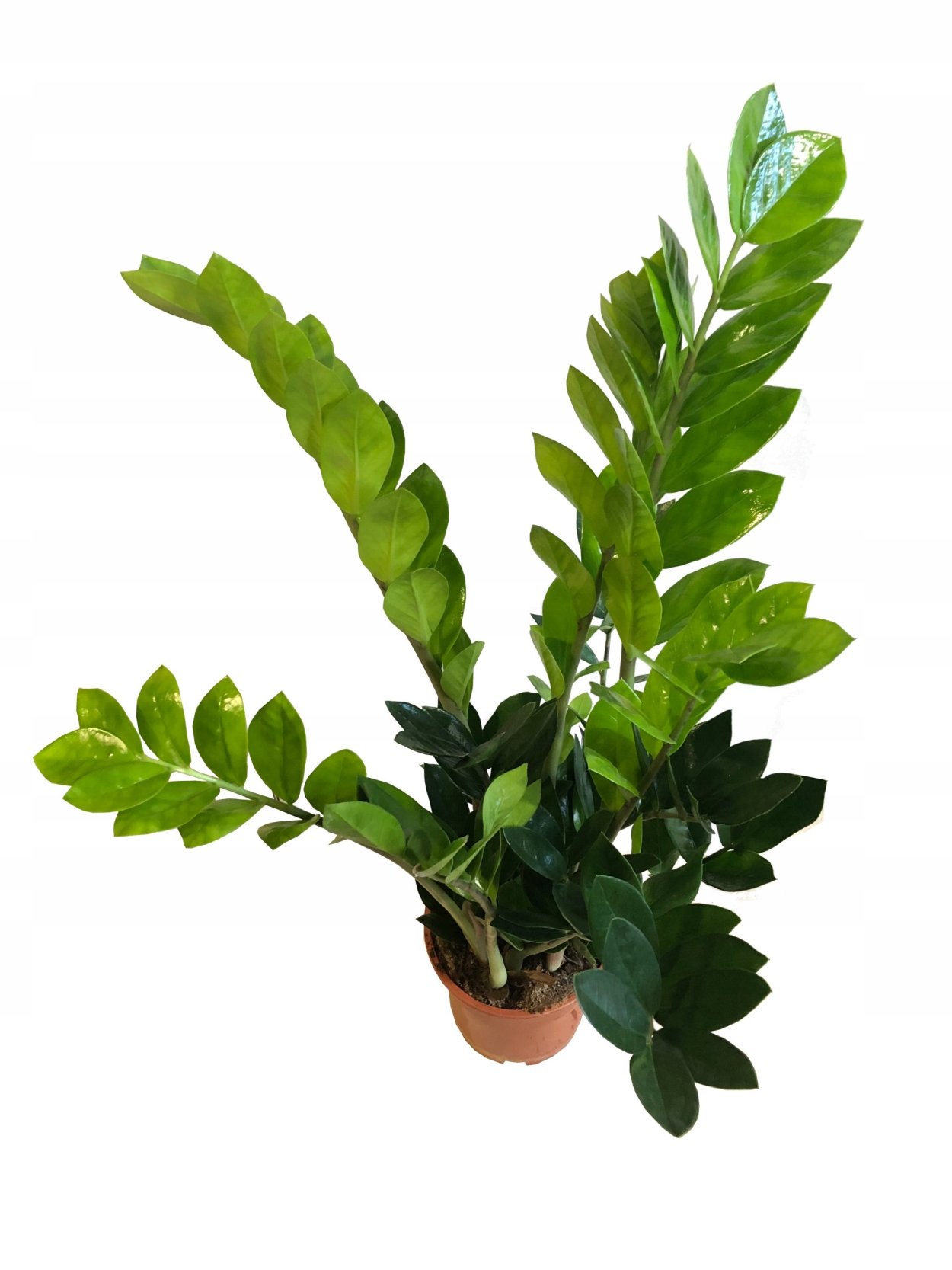 Замиокулькас большой