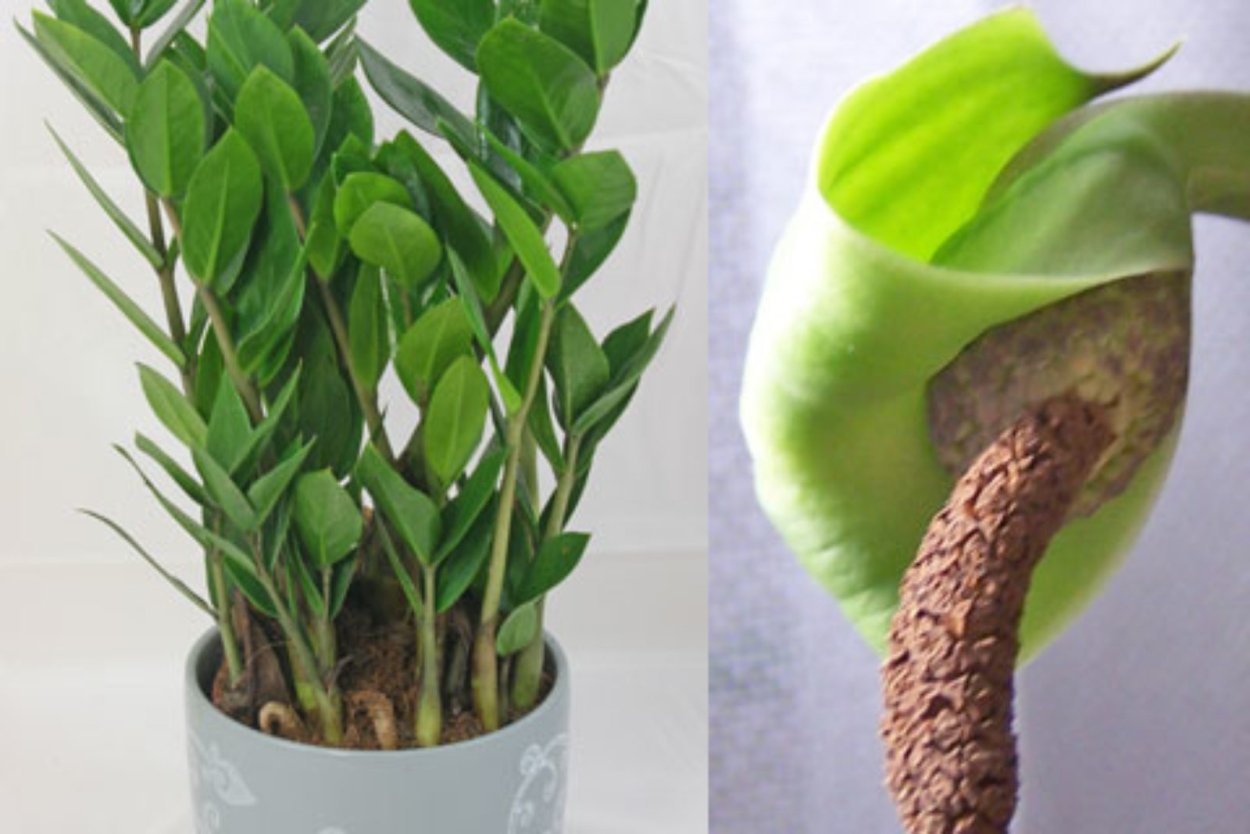 Плоды замиокулькаса