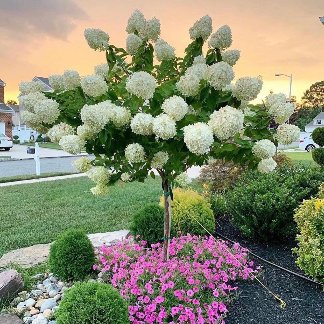 Гортензия метельчатая Limelight