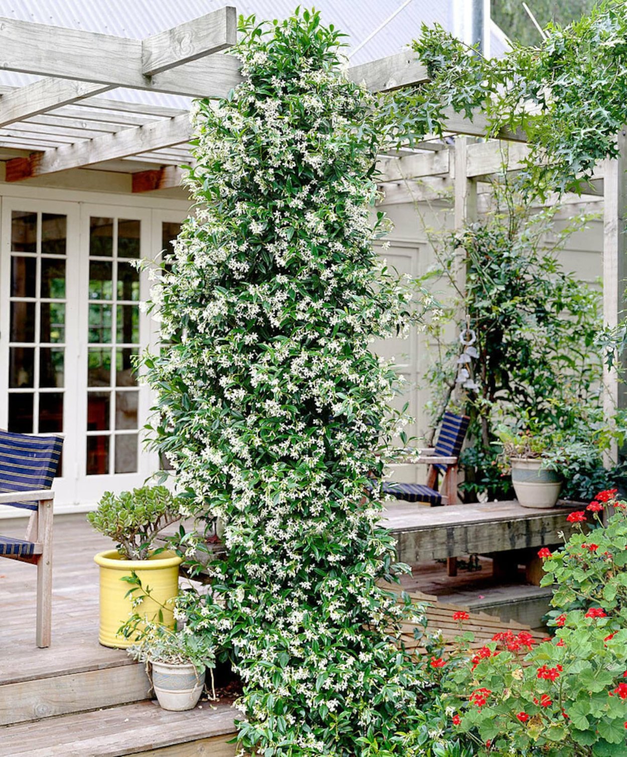 Trachelospermum jasminoides