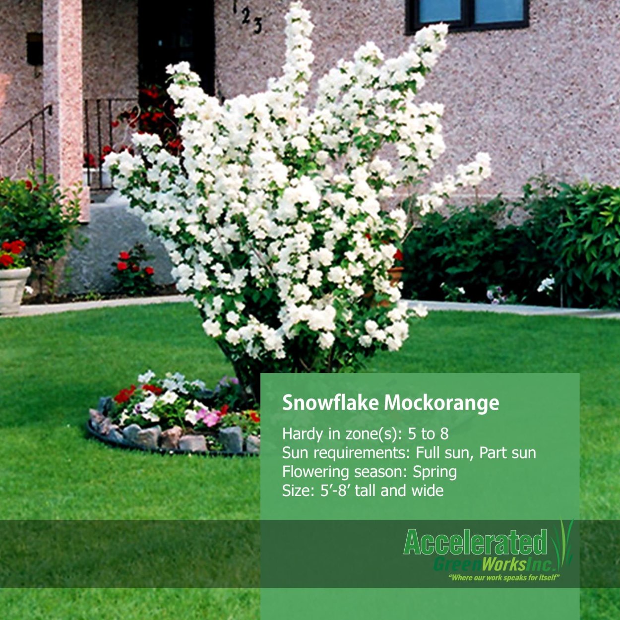 Чубушник гибридный Миннесота Сноуфлейк