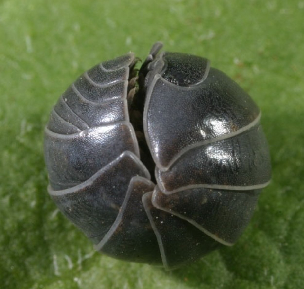 Мокрица арбузик