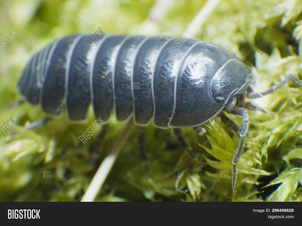 Аrmаdillidium gеstrоi