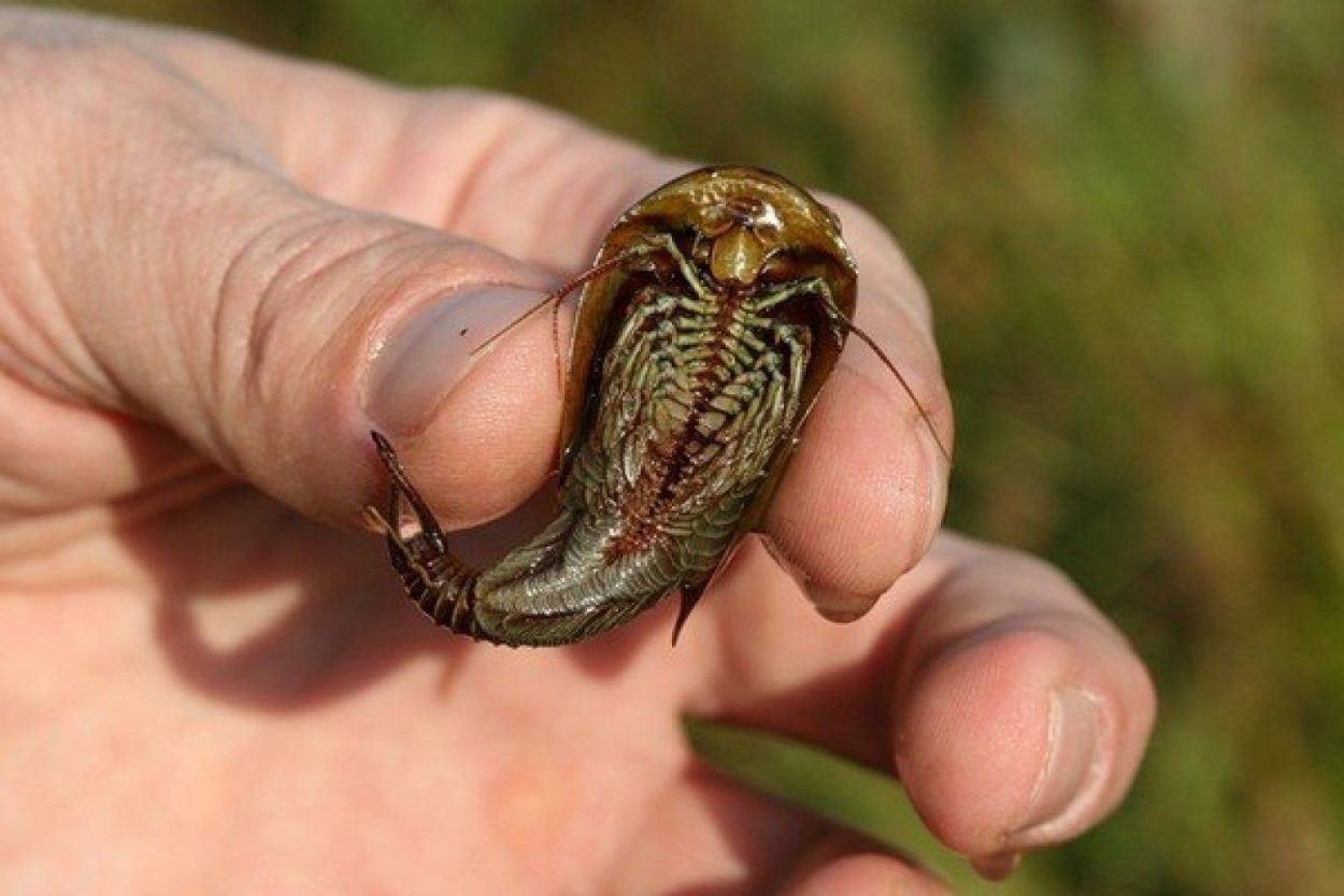 Рачки-щитни Triops