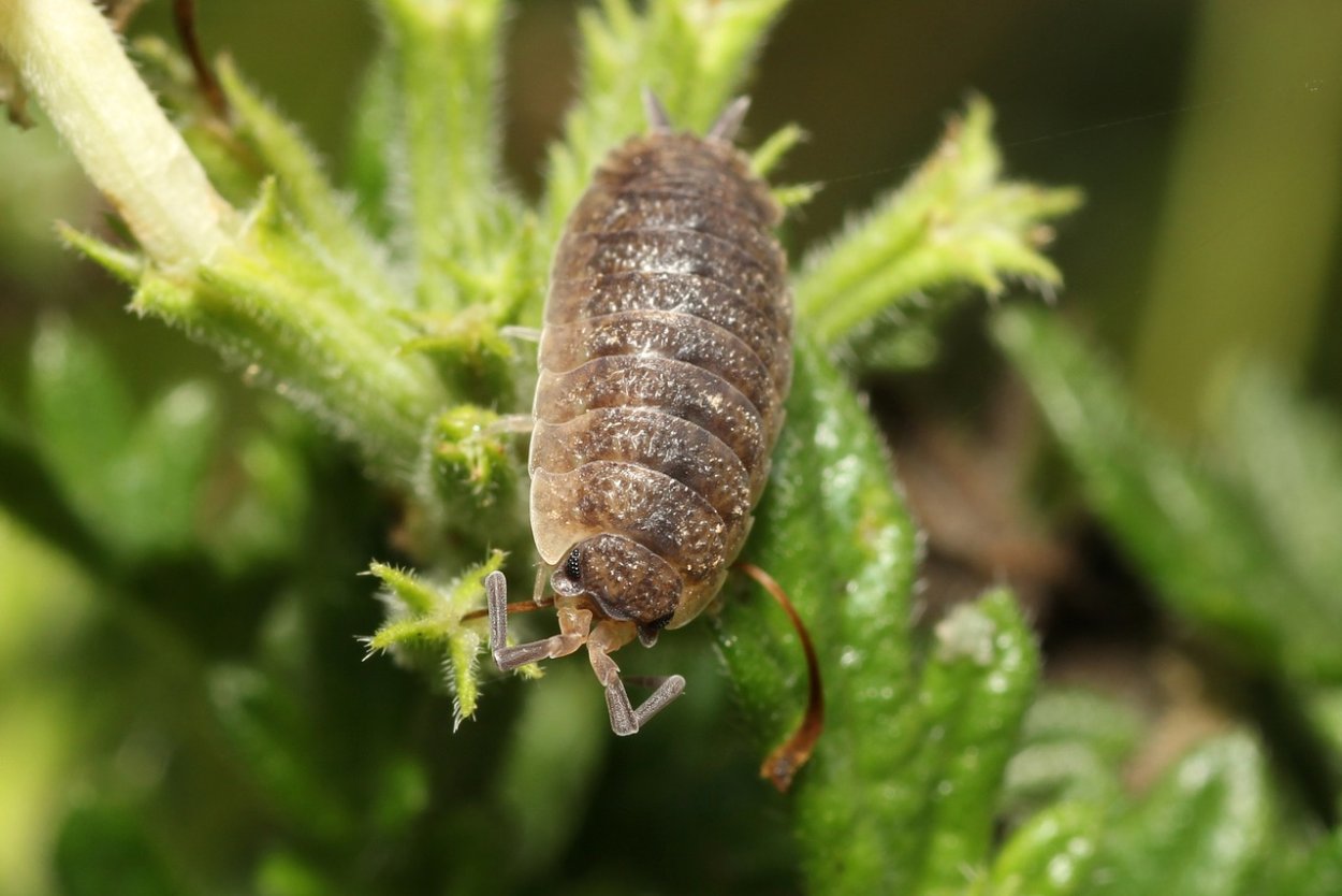 Porcellio scaber гусеница