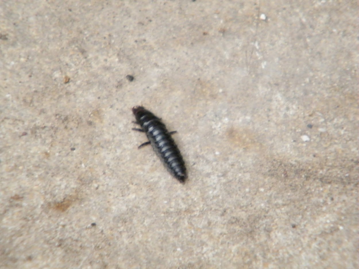 Жук черный маленький многоножка