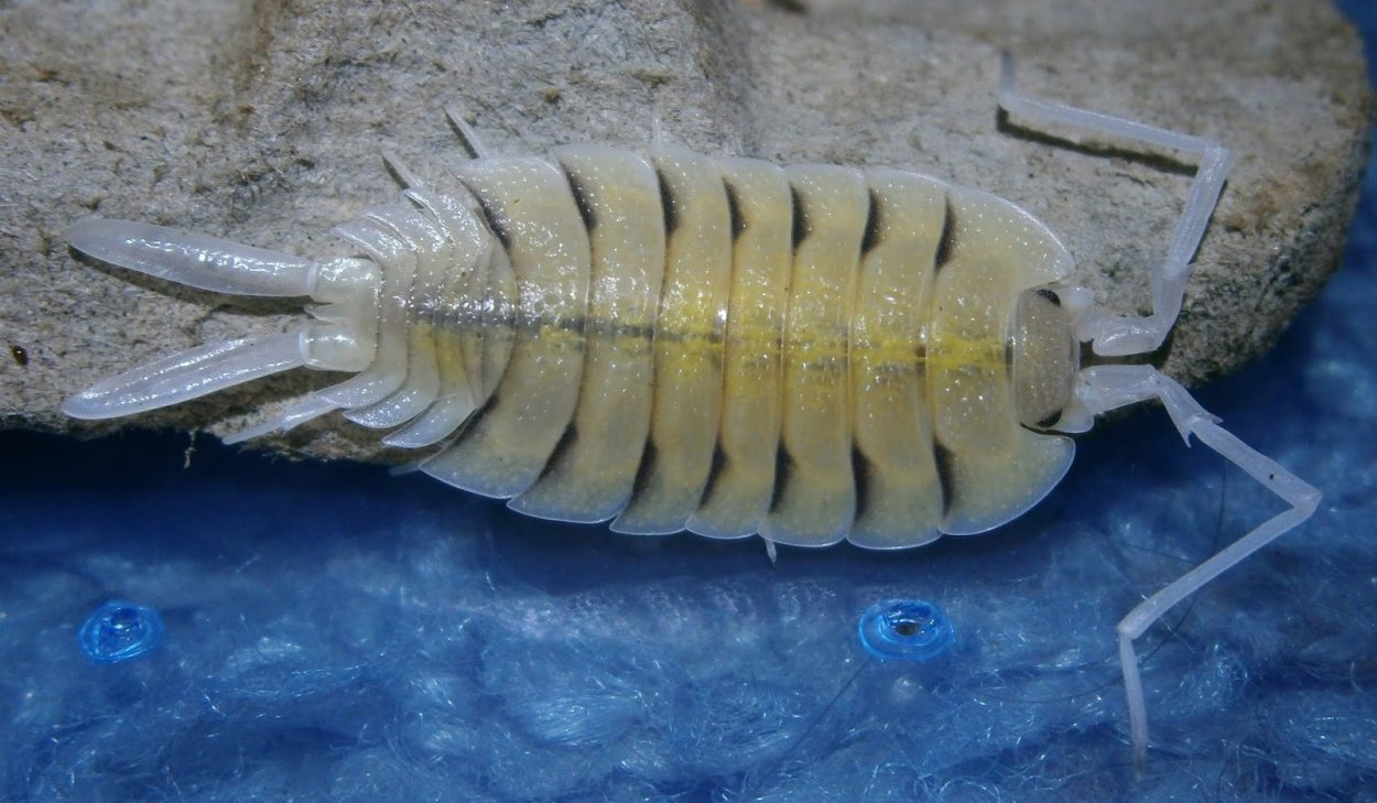 Porcellio Bolivari