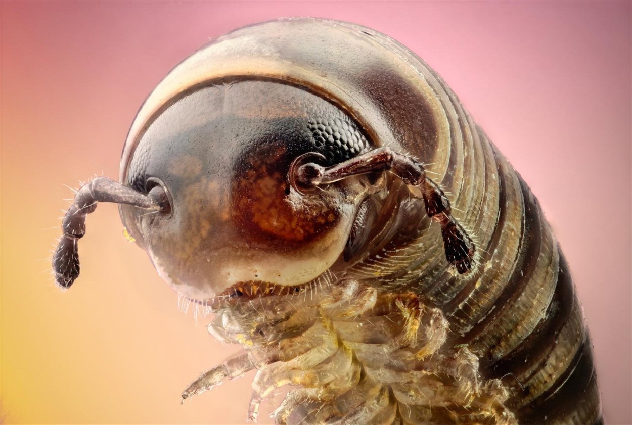 Сороконожка под микроскопом