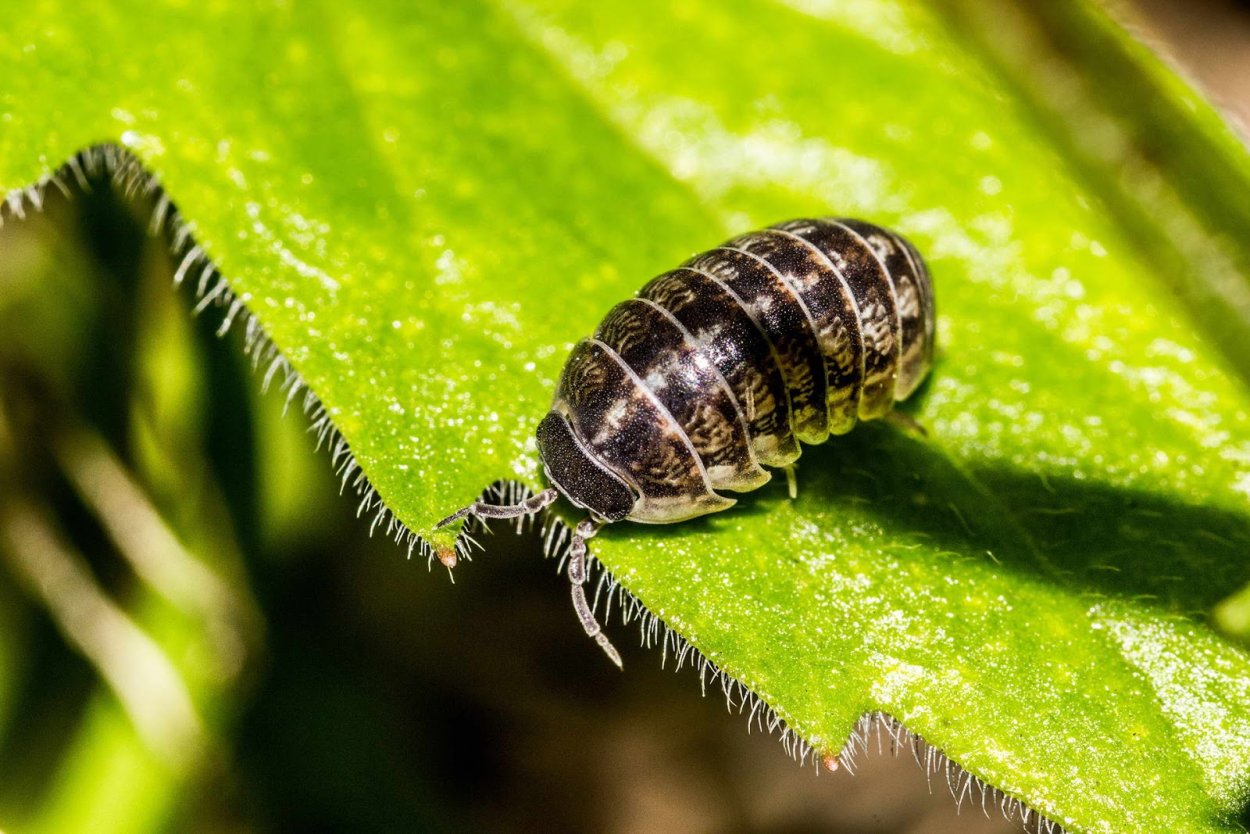 Членистоногие мокрица
