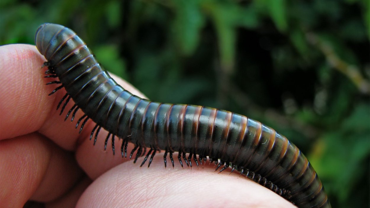 Многоножка Millipede