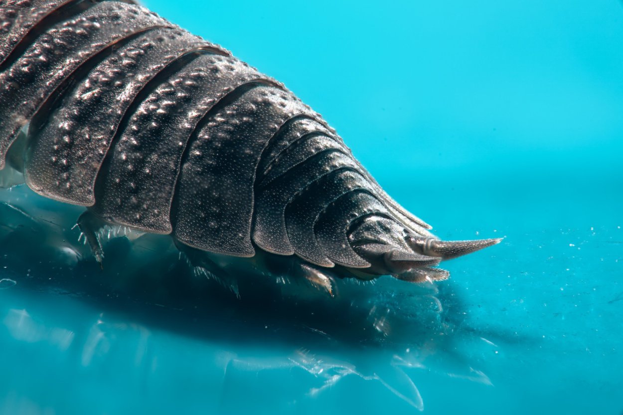 Мокрицы броненосцы разноцветные