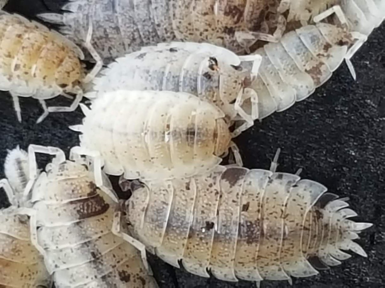 Белая Тропическая мокрица