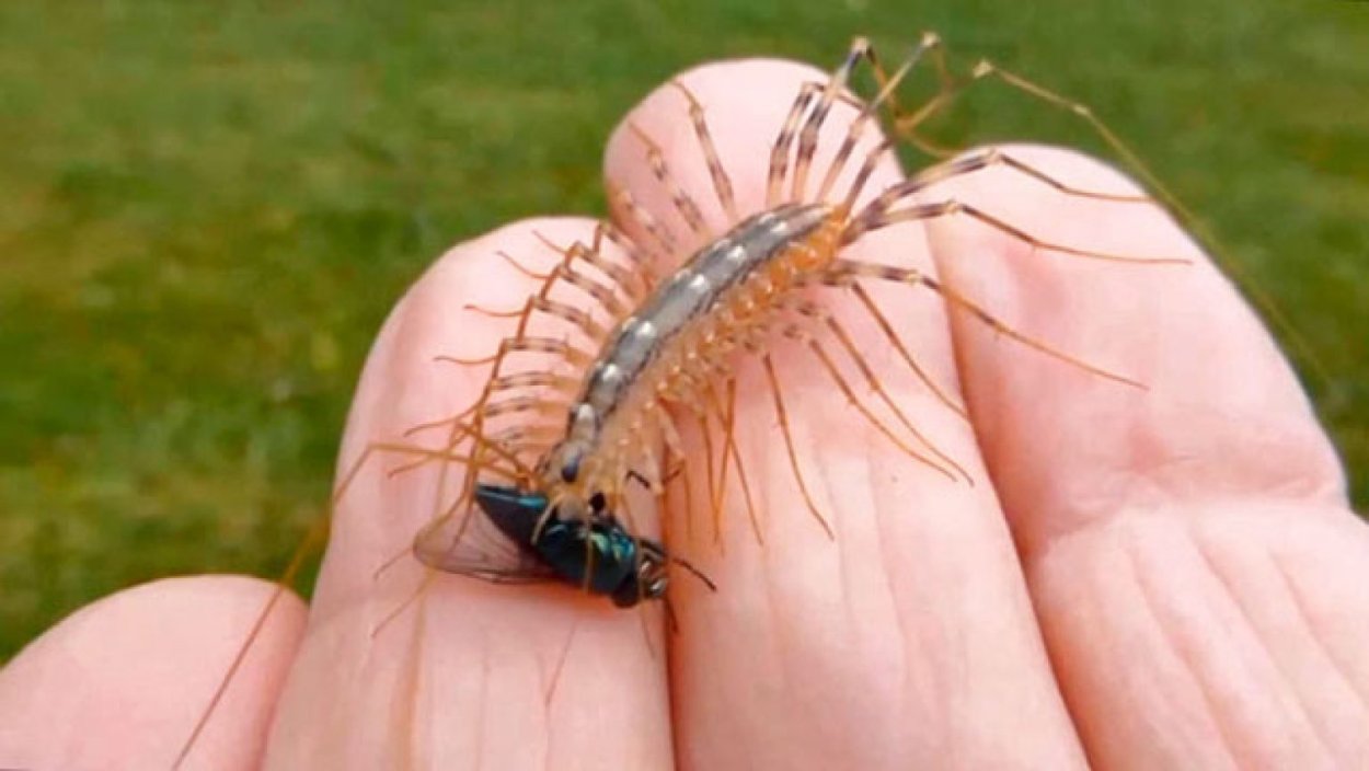 Сколопендра скутигера