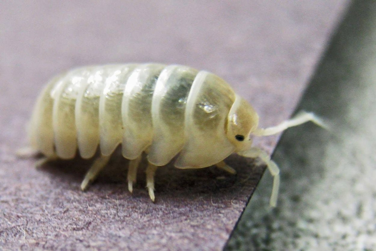 Жук альбинос